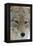 Coyote close-up-Ken Archer-Framed Premier Image Canvas