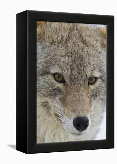 Coyote close-up-Ken Archer-Framed Premier Image Canvas