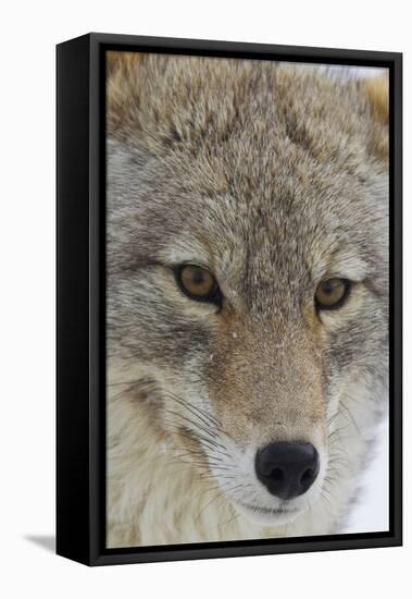 Coyote close-up-Ken Archer-Framed Premier Image Canvas