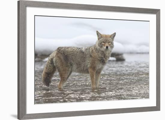 Coyote Creek-Wink Gaines-Framed Giclee Print