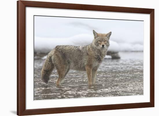 Coyote Creek-Wink Gaines-Framed Giclee Print