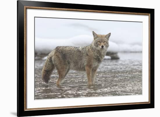 Coyote Creek-Wink Gaines-Framed Giclee Print
