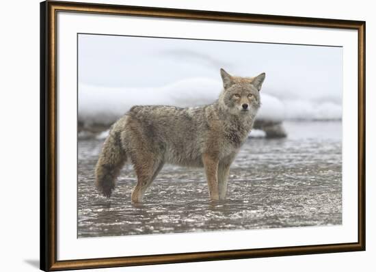 Coyote Creek-Wink Gaines-Framed Giclee Print
