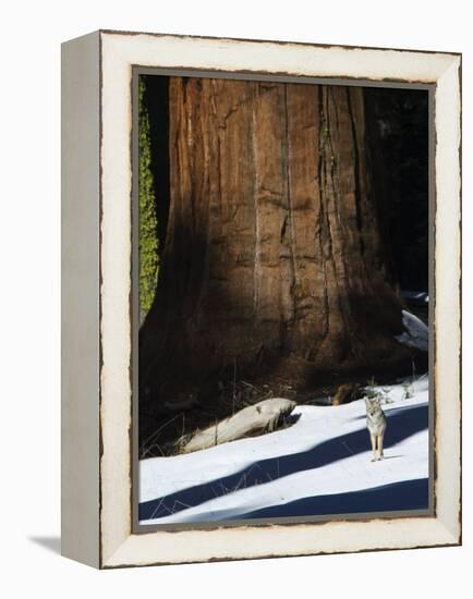 Coyote Dwarfed by a Tall Sequoia Tree Trunk in Sequoia National Park, California, USA-Kober Christian-Framed Premier Image Canvas