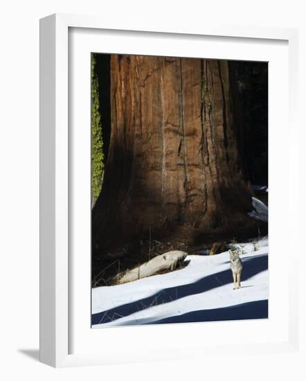 Coyote Dwarfed by a Tall Sequoia Tree Trunk in Sequoia National Park, California, USA-Kober Christian-Framed Photographic Print