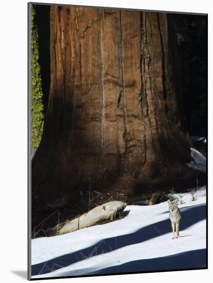 Coyote Dwarfed by a Tall Sequoia Tree Trunk in Sequoia National Park, California, USA-Kober Christian-Mounted Photographic Print