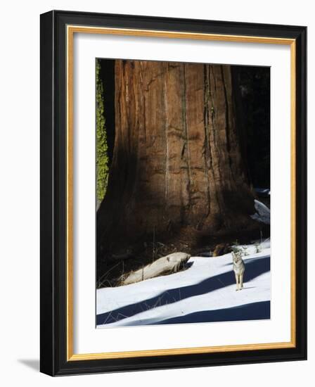Coyote Dwarfed by a Tall Sequoia Tree Trunk in Sequoia National Park, California, USA-Kober Christian-Framed Photographic Print