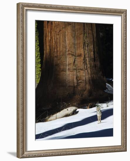 Coyote Dwarfed by a Tall Sequoia Tree Trunk in Sequoia National Park, California, USA-Kober Christian-Framed Photographic Print