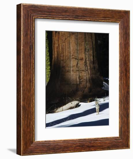 Coyote Dwarfed by a Tall Sequoia Tree Trunk in Sequoia National Park, California, USA-Kober Christian-Framed Photographic Print