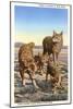 Coyote Family-null-Mounted Art Print