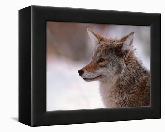 Coyote, Grand Teton National Park, Wyoming, USA-Dee Ann Pederson-Framed Premier Image Canvas