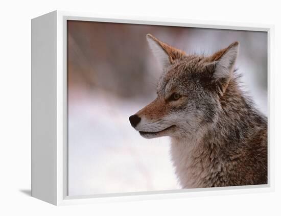 Coyote, Grand Teton National Park, Wyoming, USA-Dee Ann Pederson-Framed Premier Image Canvas