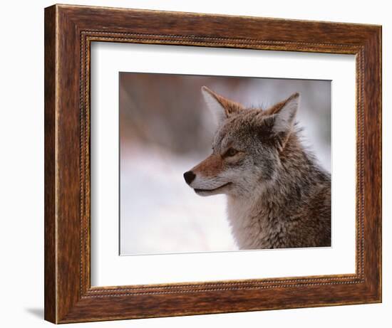 Coyote, Grand Teton National Park, Wyoming, USA-Dee Ann Pederson-Framed Photographic Print