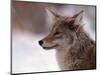 Coyote, Grand Teton National Park, Wyoming, USA-Dee Ann Pederson-Mounted Photographic Print