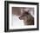 Coyote, Grand Teton National Park, Wyoming, USA-Dee Ann Pederson-Framed Photographic Print