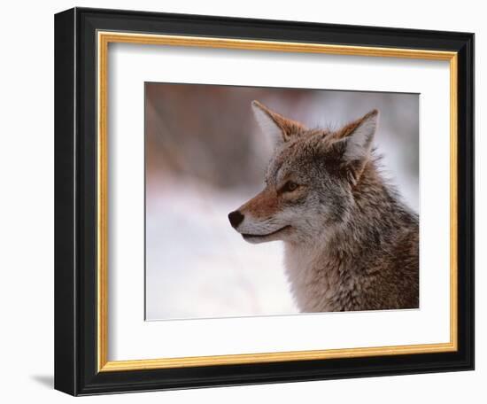 Coyote, Grand Teton National Park, Wyoming, USA-Dee Ann Pederson-Framed Photographic Print