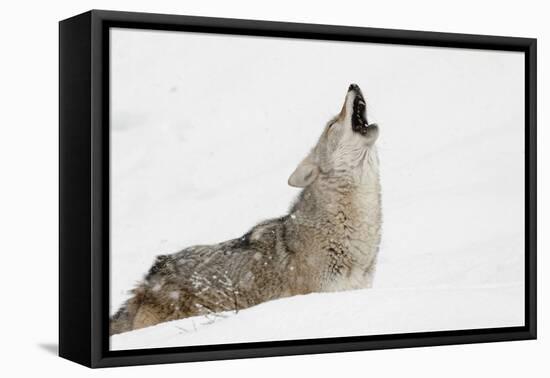 Coyote howling in snow, Montana-Adam Jones-Framed Premier Image Canvas