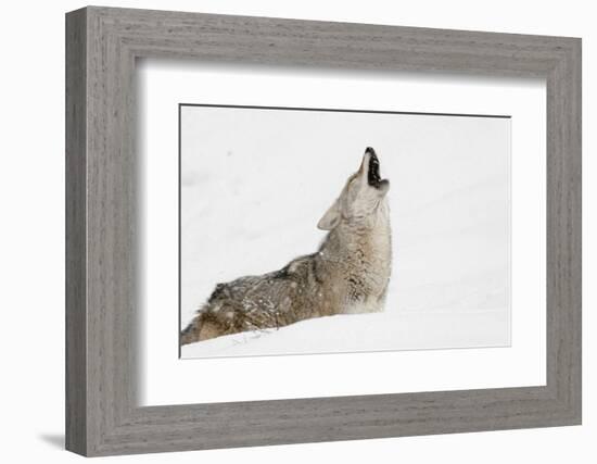 Coyote howling in snow, Montana-Adam Jones-Framed Photographic Print