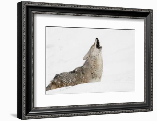 Coyote howling in snow, Montana-Adam Jones-Framed Photographic Print