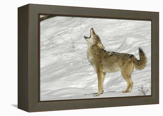 Coyote howling in winter, Montana-Adam Jones-Framed Premier Image Canvas