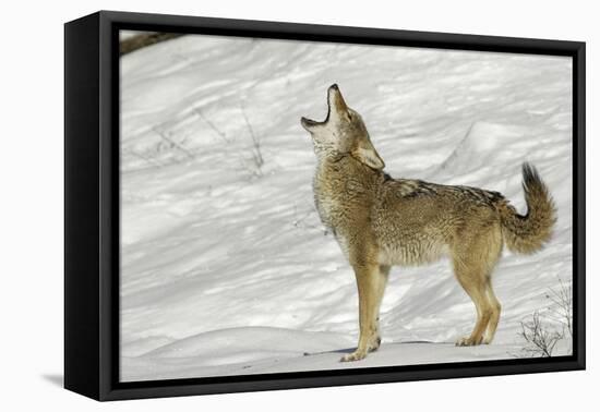 Coyote howling in winter, Montana-Adam Jones-Framed Premier Image Canvas