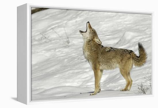 Coyote howling in winter, Montana-Adam Jones-Framed Premier Image Canvas