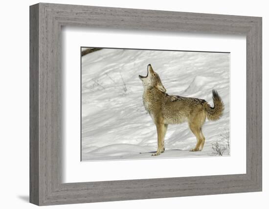 Coyote howling in winter, Montana-Adam Jones-Framed Photographic Print