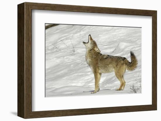 Coyote howling in winter, Montana-Adam Jones-Framed Photographic Print