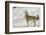 Coyote howling in winter, Montana-Adam Jones-Framed Photographic Print