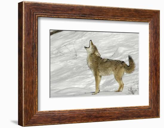 Coyote howling in winter, Montana-Adam Jones-Framed Photographic Print