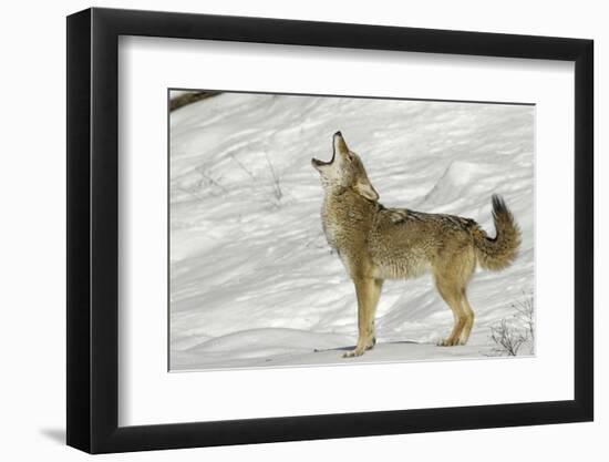 Coyote howling in winter, Montana-Adam Jones-Framed Photographic Print