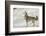 Coyote howling in winter, Montana-Adam Jones-Framed Photographic Print