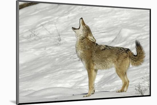 Coyote howling in winter, Montana-Adam Jones-Mounted Photographic Print