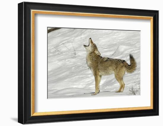 Coyote howling in winter, Montana-Adam Jones-Framed Photographic Print