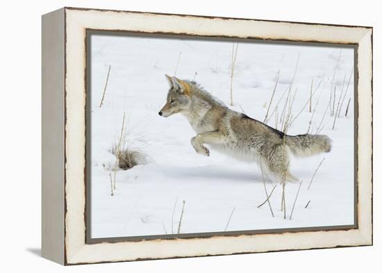 Coyote hunting rodents in the snow, Yellowstone National Park-Ken Archer-Framed Premier Image Canvas