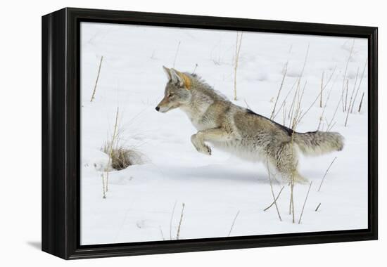 Coyote hunting rodents in the snow, Yellowstone National Park-Ken Archer-Framed Premier Image Canvas