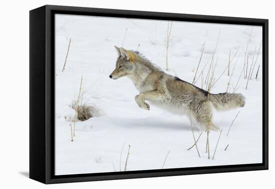 Coyote hunting rodents in the snow, Yellowstone National Park-Ken Archer-Framed Premier Image Canvas