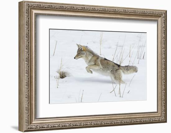 Coyote hunting rodents in the snow, Yellowstone National Park-Ken Archer-Framed Photographic Print