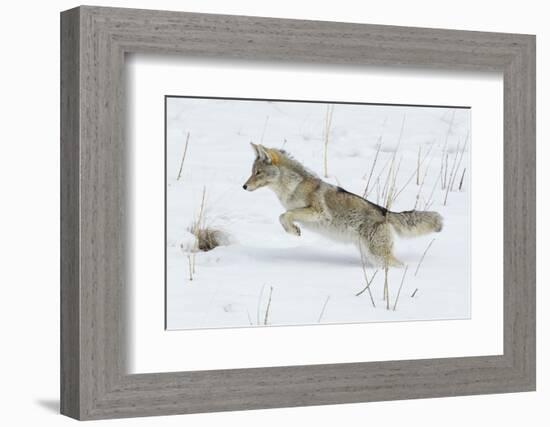 Coyote hunting rodents in the snow, Yellowstone National Park-Ken Archer-Framed Photographic Print