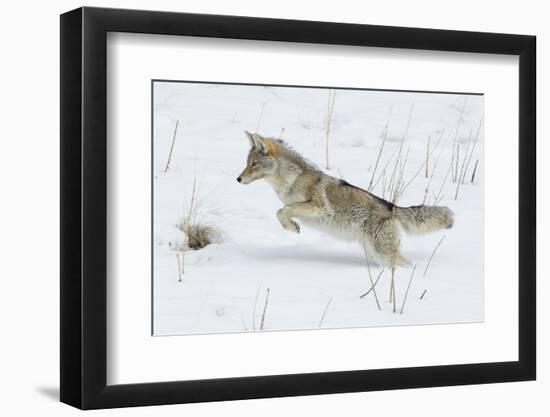 Coyote hunting rodents in the snow, Yellowstone National Park-Ken Archer-Framed Photographic Print