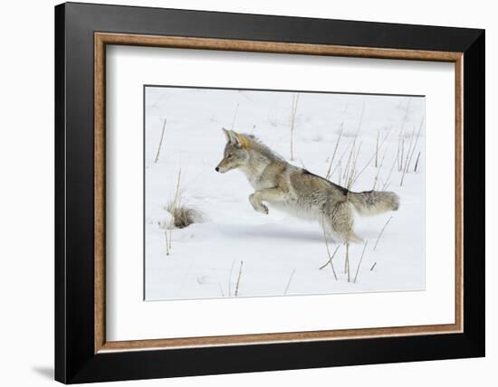 Coyote hunting rodents in the snow, Yellowstone National Park-Ken Archer-Framed Photographic Print