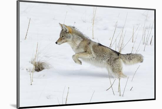 Coyote hunting rodents in the snow, Yellowstone National Park-Ken Archer-Mounted Photographic Print