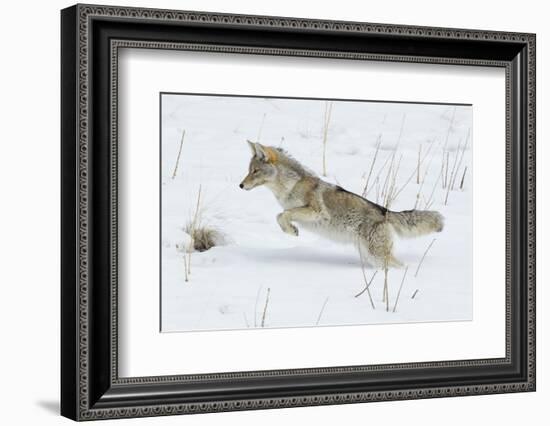 Coyote hunting rodents in the snow, Yellowstone National Park-Ken Archer-Framed Photographic Print