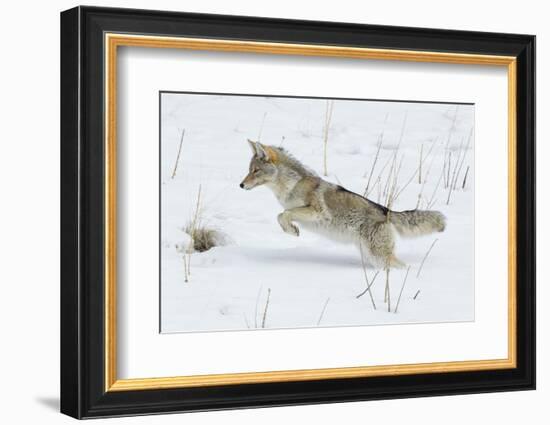 Coyote hunting rodents in the snow, Yellowstone National Park-Ken Archer-Framed Photographic Print