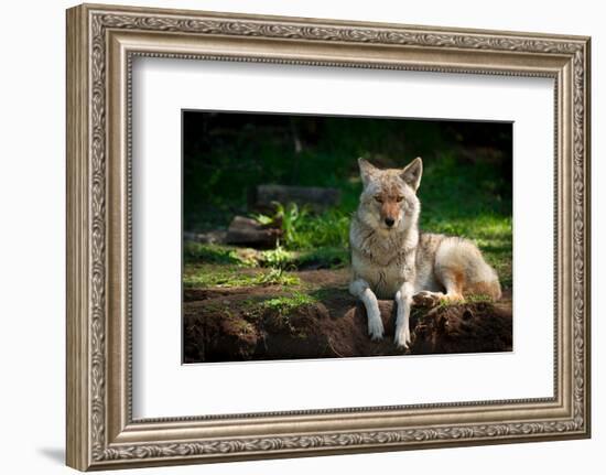 Coyote in a Canadian Forest-null-Framed Premium Giclee Print