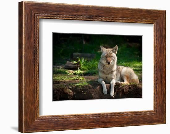 Coyote in a Canadian Forest-null-Framed Premium Giclee Print