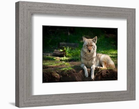 Coyote in a Canadian Forest-null-Framed Premium Giclee Print