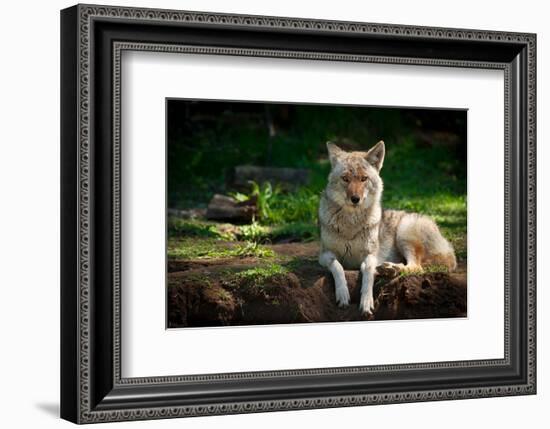 Coyote in a Canadian Forest-null-Framed Premium Giclee Print