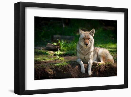 Coyote in a Canadian Forest-null-Framed Art Print