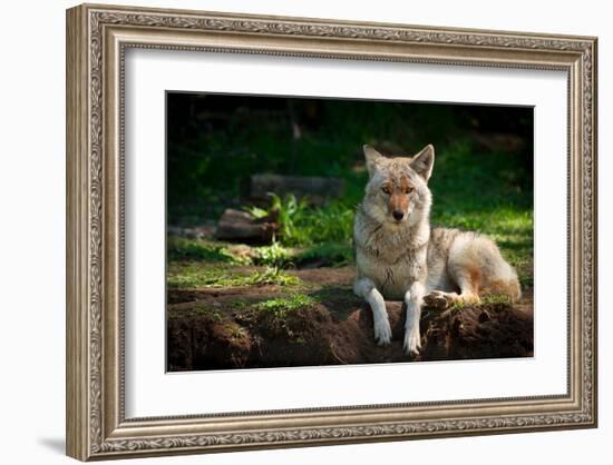 Coyote in a Canadian Forest-null-Framed Art Print